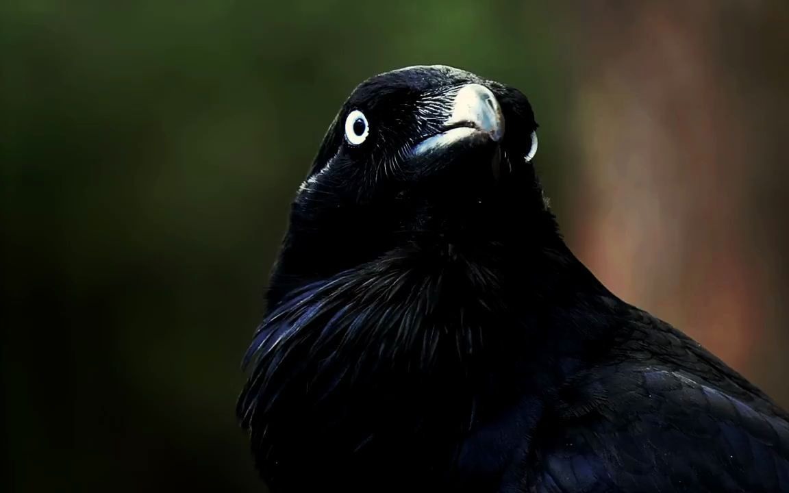 【搬运】澳洲渡鸦叫声(2017.10.29)