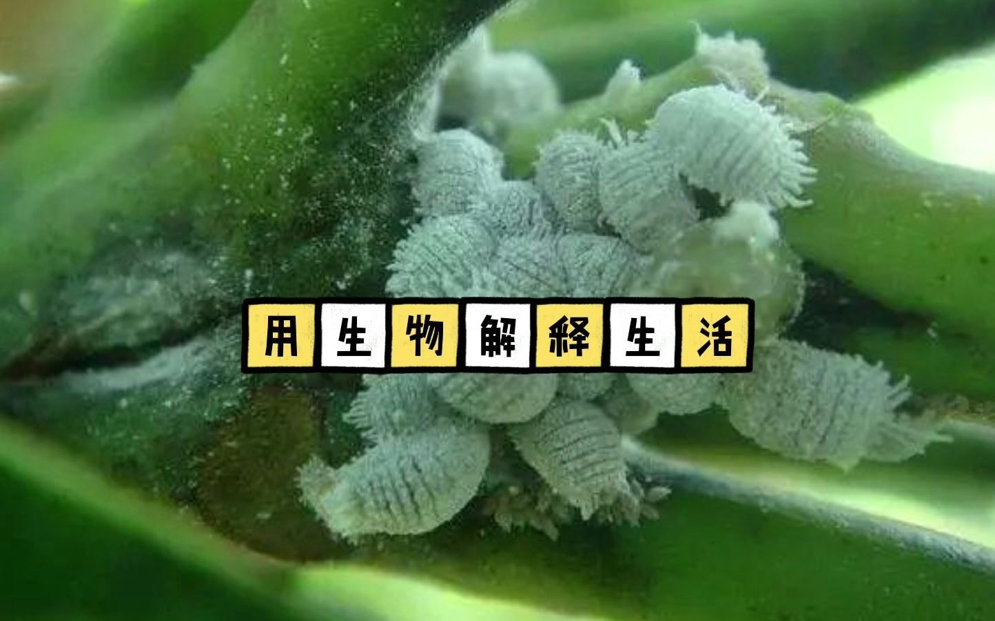 介壳虫生物科普哔哩哔哩bilibili