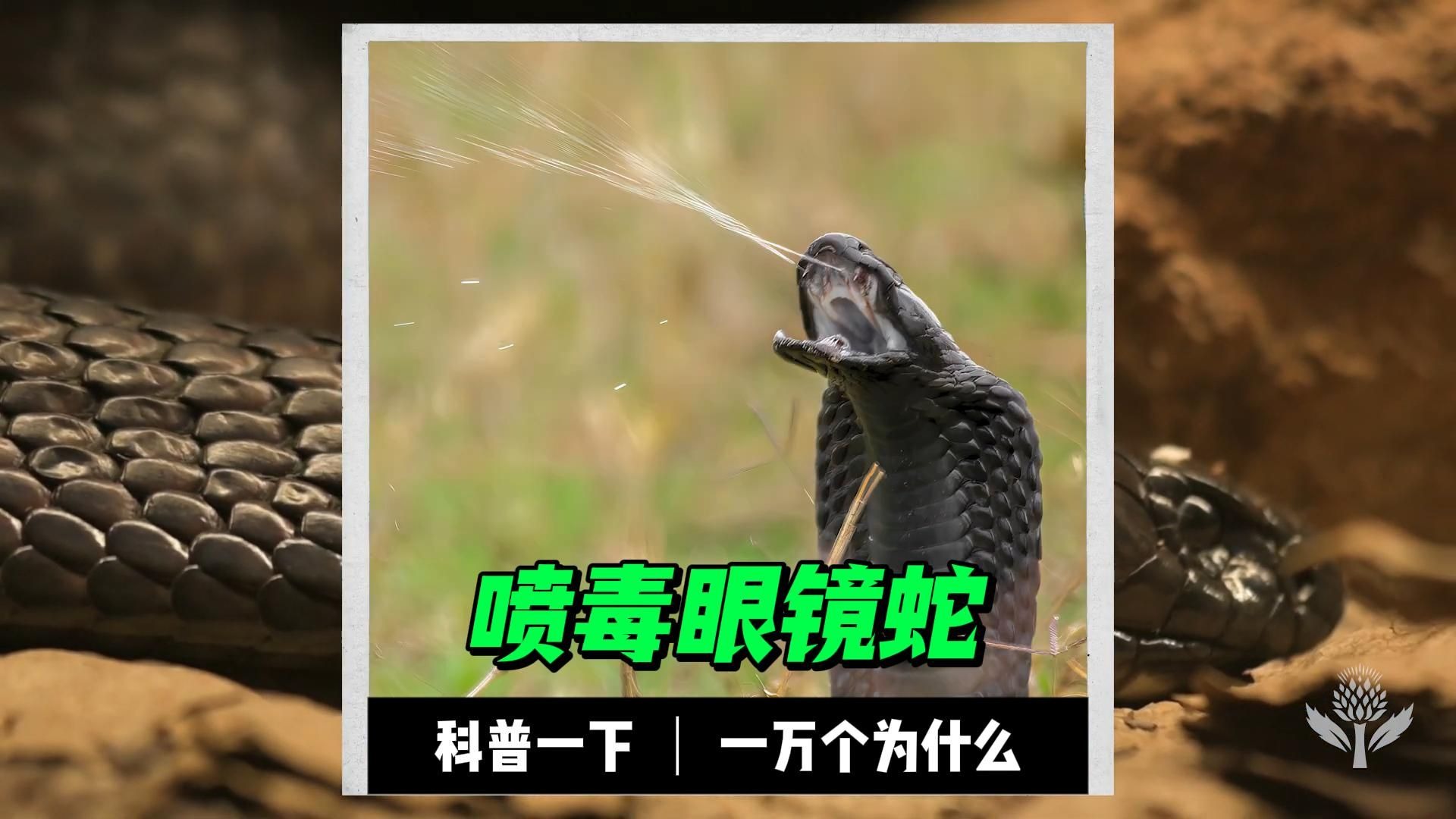 为什么叫眼镜蛇 为什么叫眼镜蛇