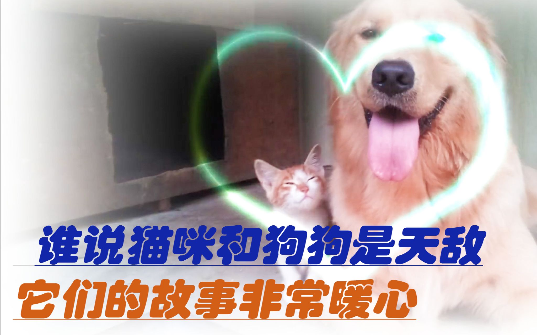 [图]谁说猫狗不能做好朋友 结局很暖心