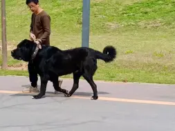 Download Video: 黑色的中亚猎狼犬，体重96公斤，身材真好