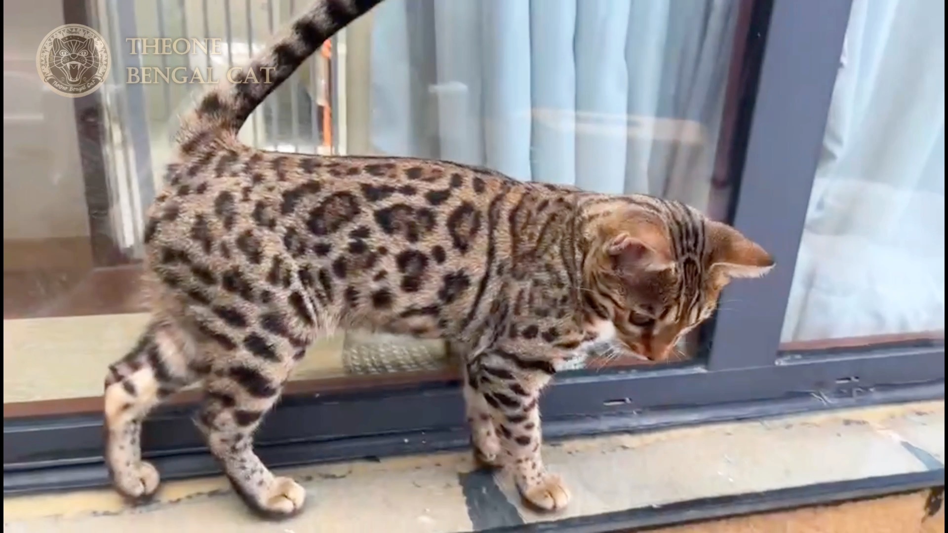 孟加拉豹猫-性感小野兽90