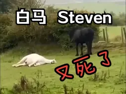 Download Video: 爱装死的苏格兰白马Steven