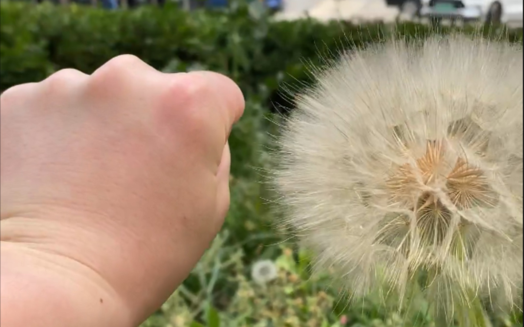 [图]我在我们小区发现了一株宇宙无敌大的蒲公英