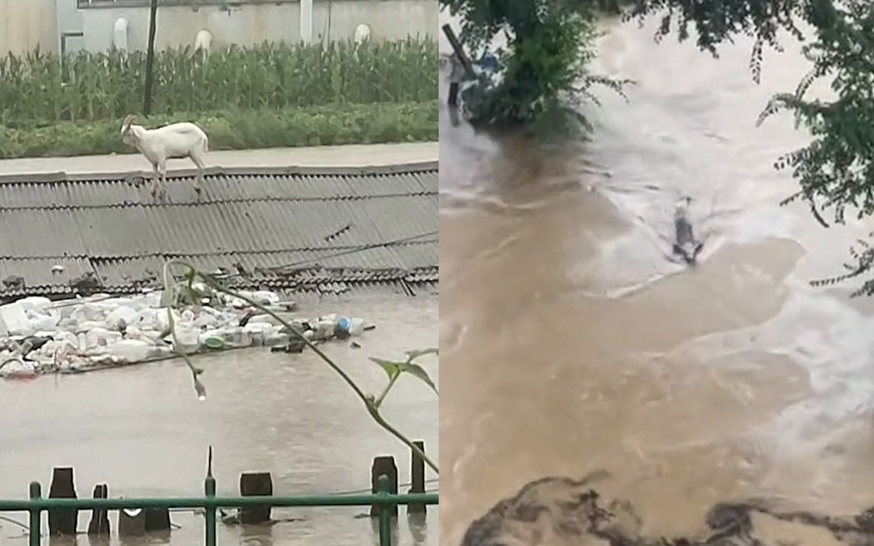 强降雨致哈尔滨部分地区积水淹房:羊被困房顶不敢动,猪游泳自救哔哩哔哩bilibili