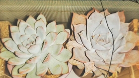 多肉花芽处理方法 哔哩哔哩 つロ干杯 Bilibili