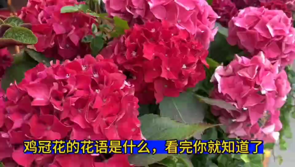 鸡冠花的花语是什么 看完你就知道了哔哩哔哩bilibili