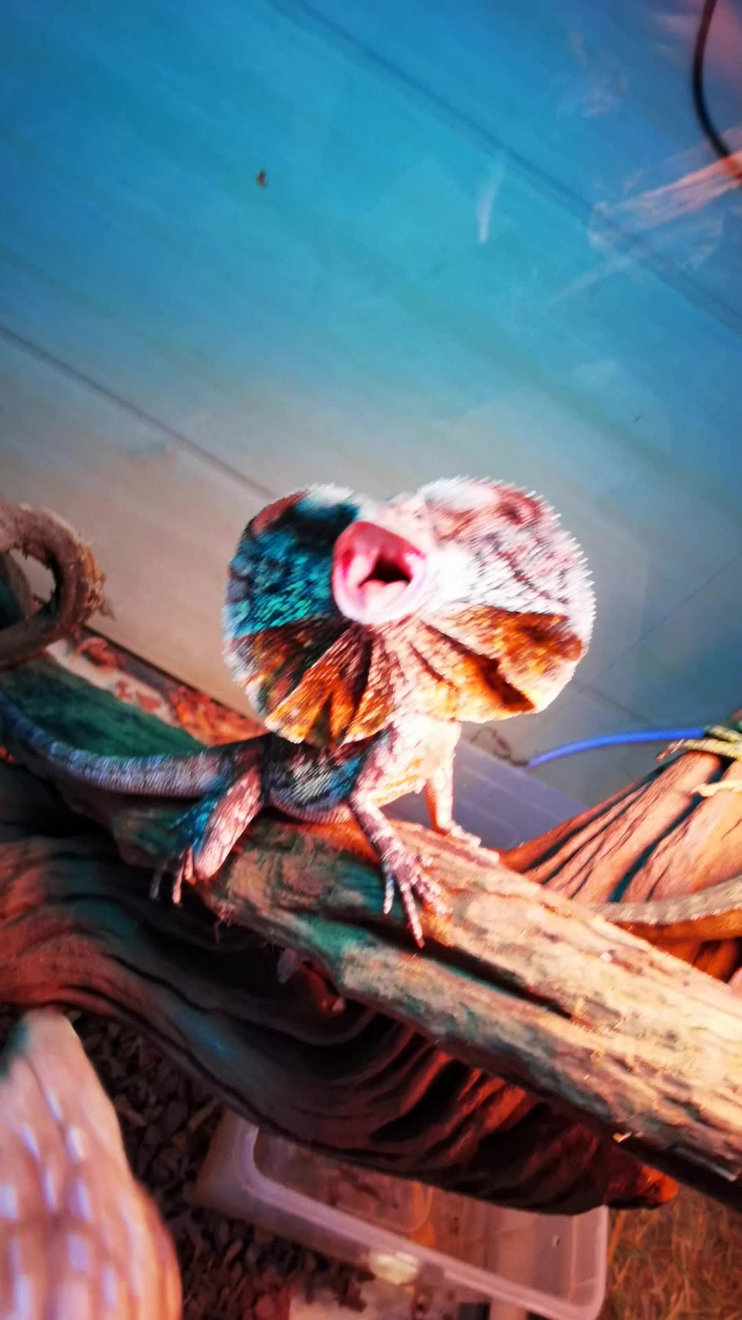 印尼伞蜥,小可爱难得生气开一次伞._哔哩哔哩_bilibili