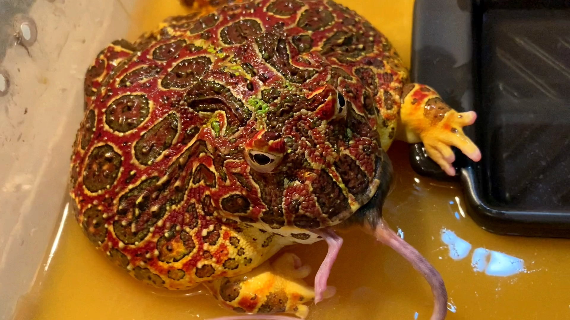 【大红钟角蛙的每周用餐时间9090】