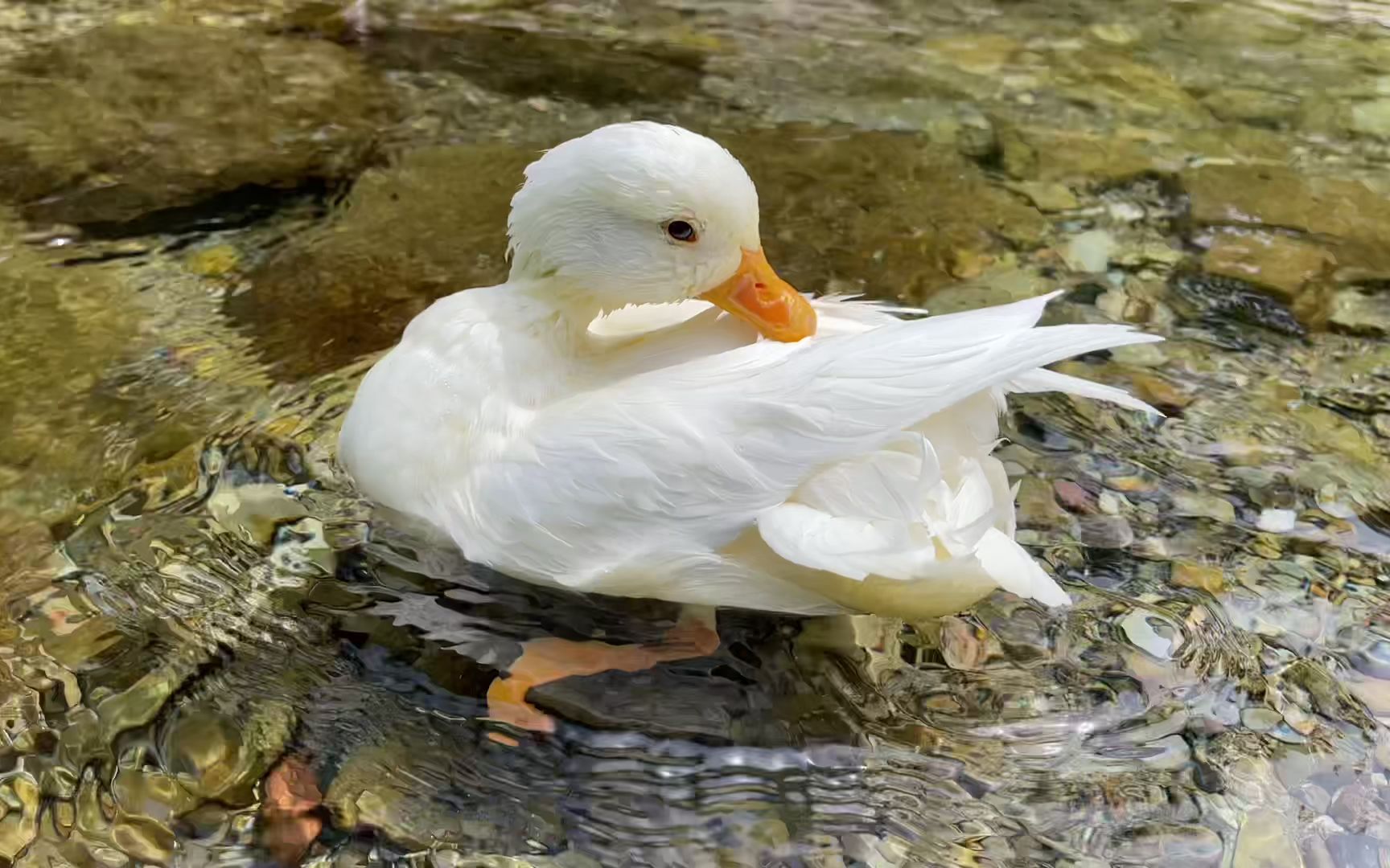 活动作品遛柯尔鸭发现野核桃砸开后小伙后悔了