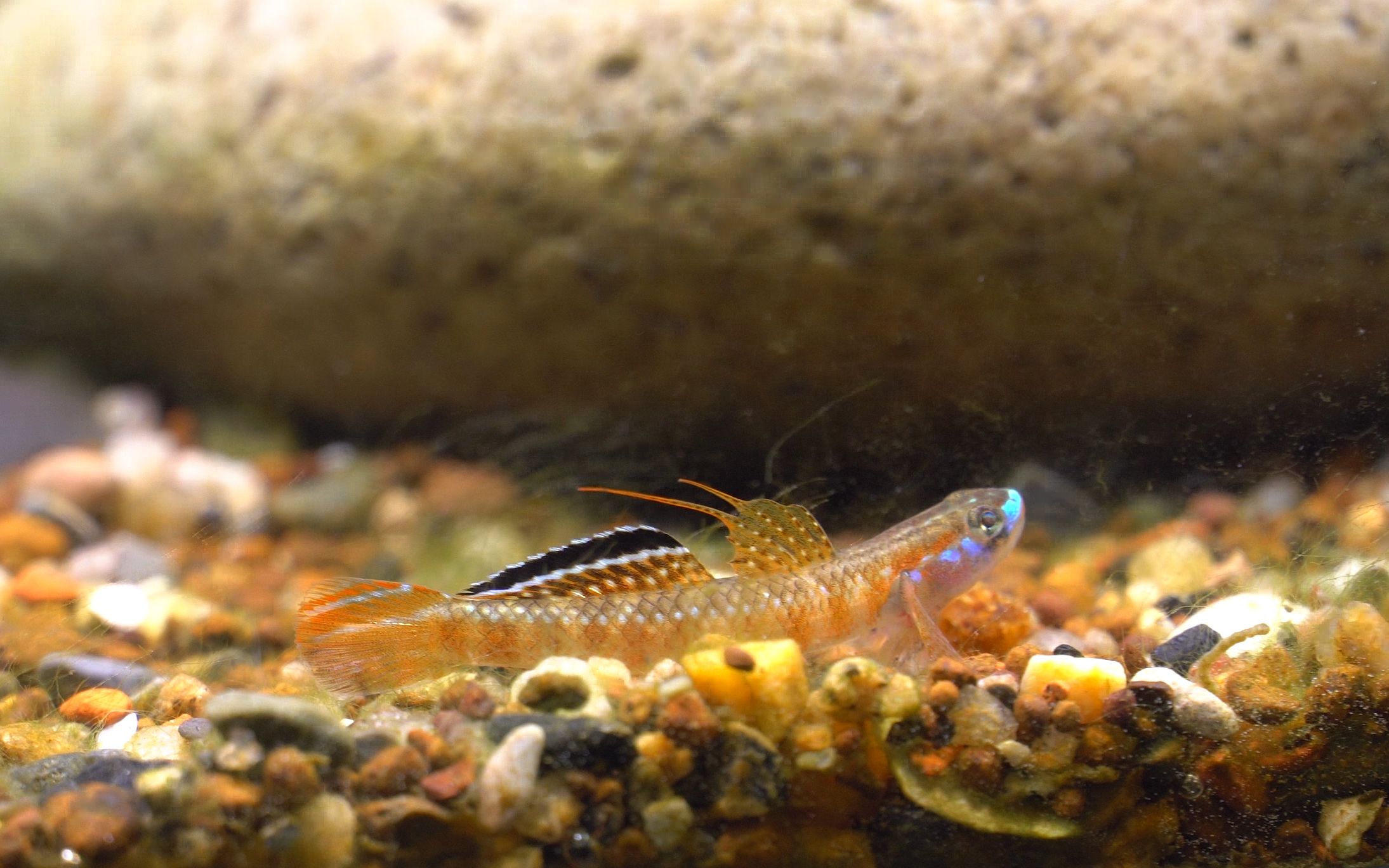 活动作品浅红枝桠虾虎