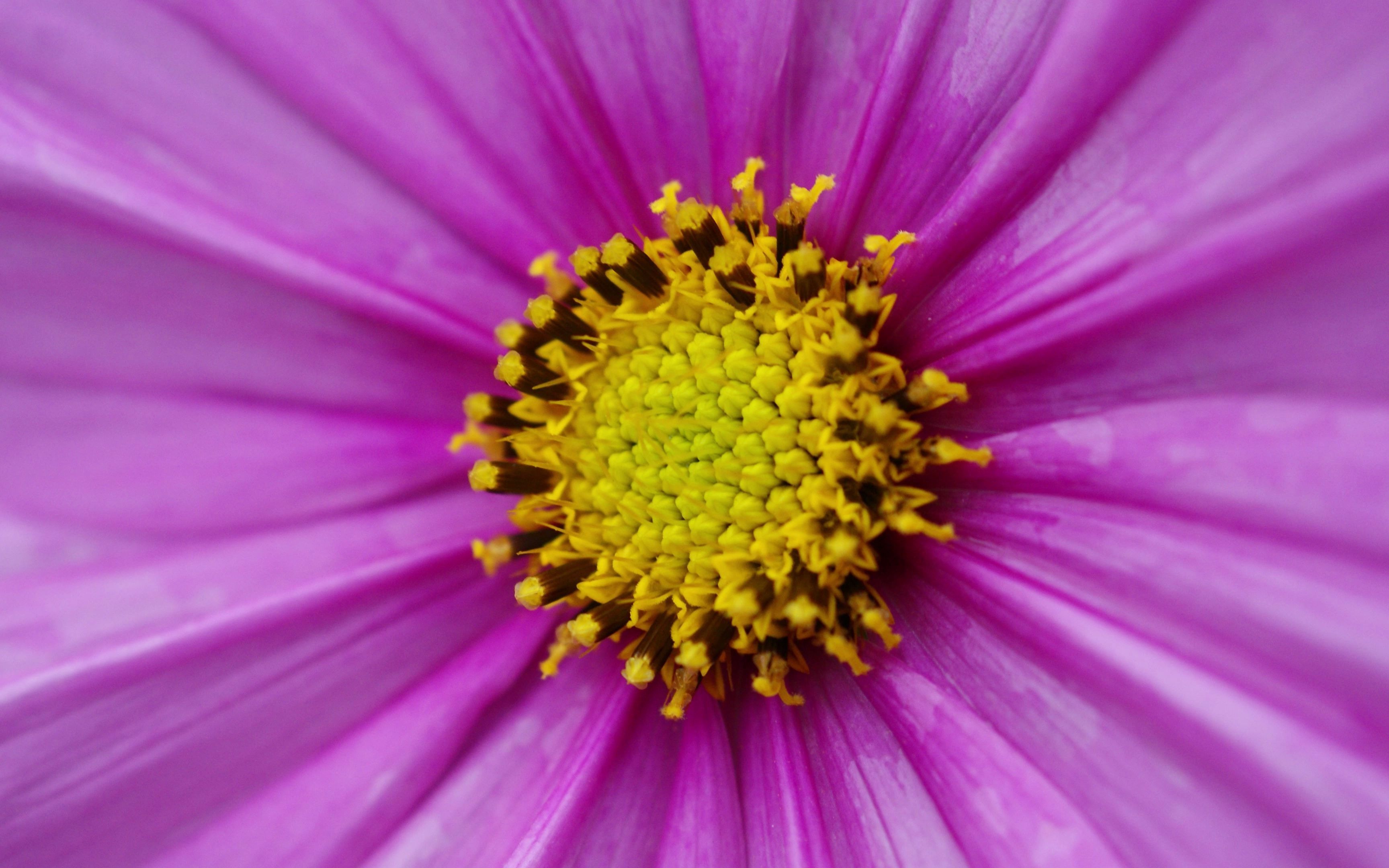 【摄影摄像】索尼微距镜头sal30m28 sony dt2.