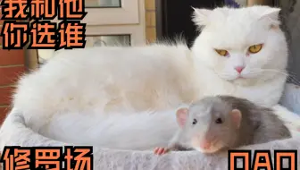 猫猫花枝鼠 来侃侃我家小宠们的日常吧 哔哩哔哩 Bilibili