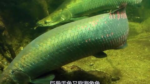 盘点亚马逊里的十大和河怪 如果不是有视频为证 很难相信他们是地球生物 3 哔哩哔哩