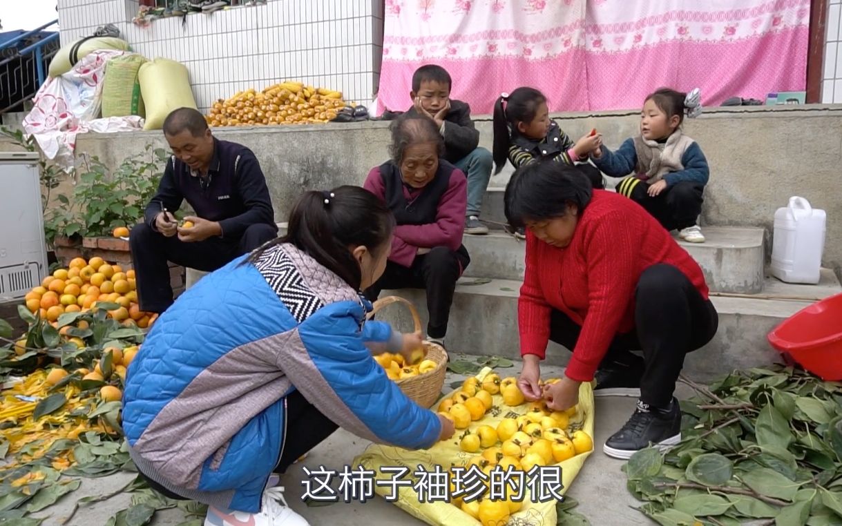 舅舅家柿子大丰收,团团过去帮忙吊柿饼,一家人干活真热闹哔哩哔哩bilibili