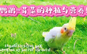 Download Video: 鹦鹉—芽菜的种植与营养！【玄五和凤九】