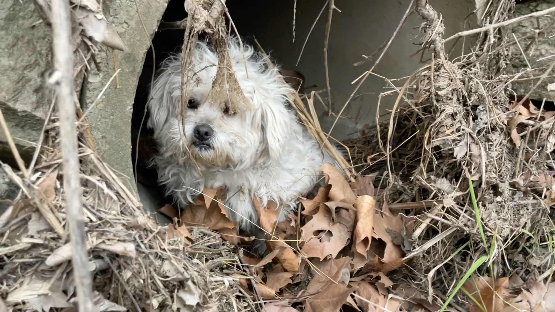 流浪狗的比熊在化粪池旁边寻找食物,被人追的躲到了下水道里面.
