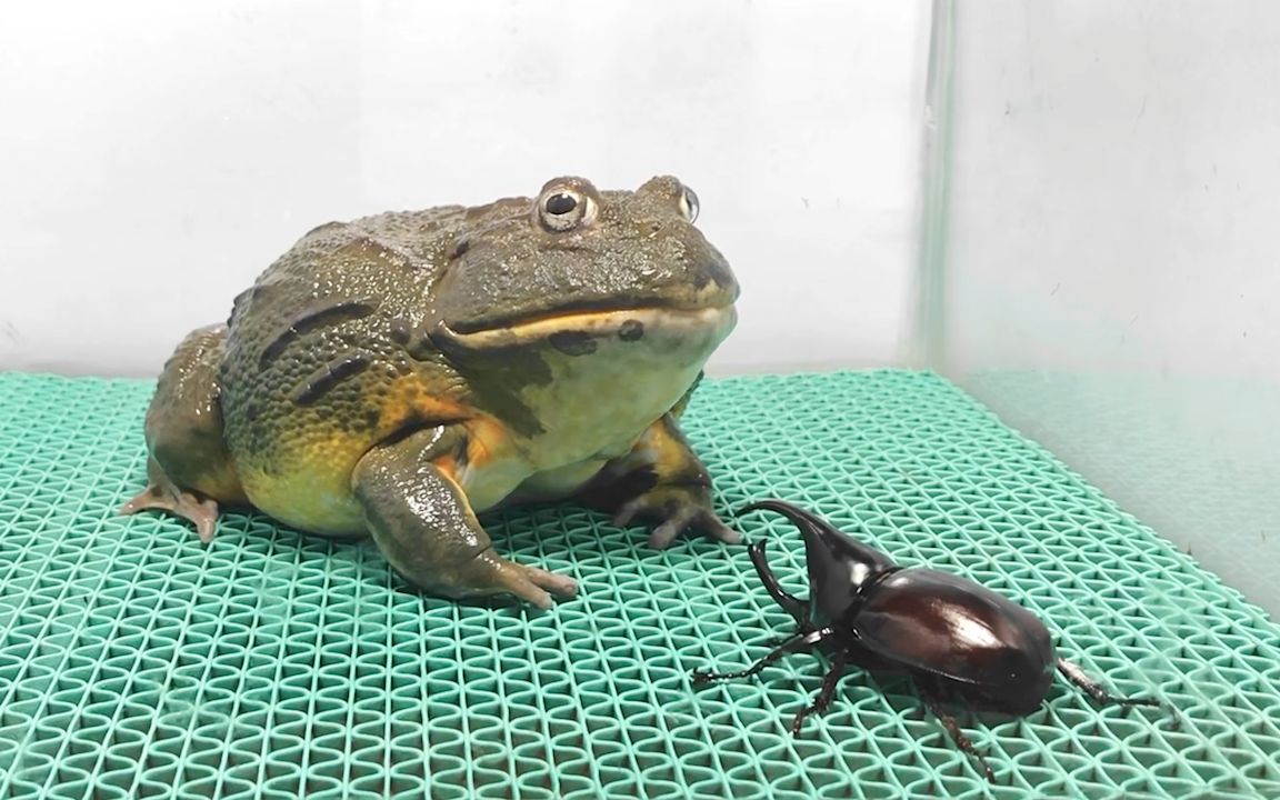 蛙哥:这是道硬菜