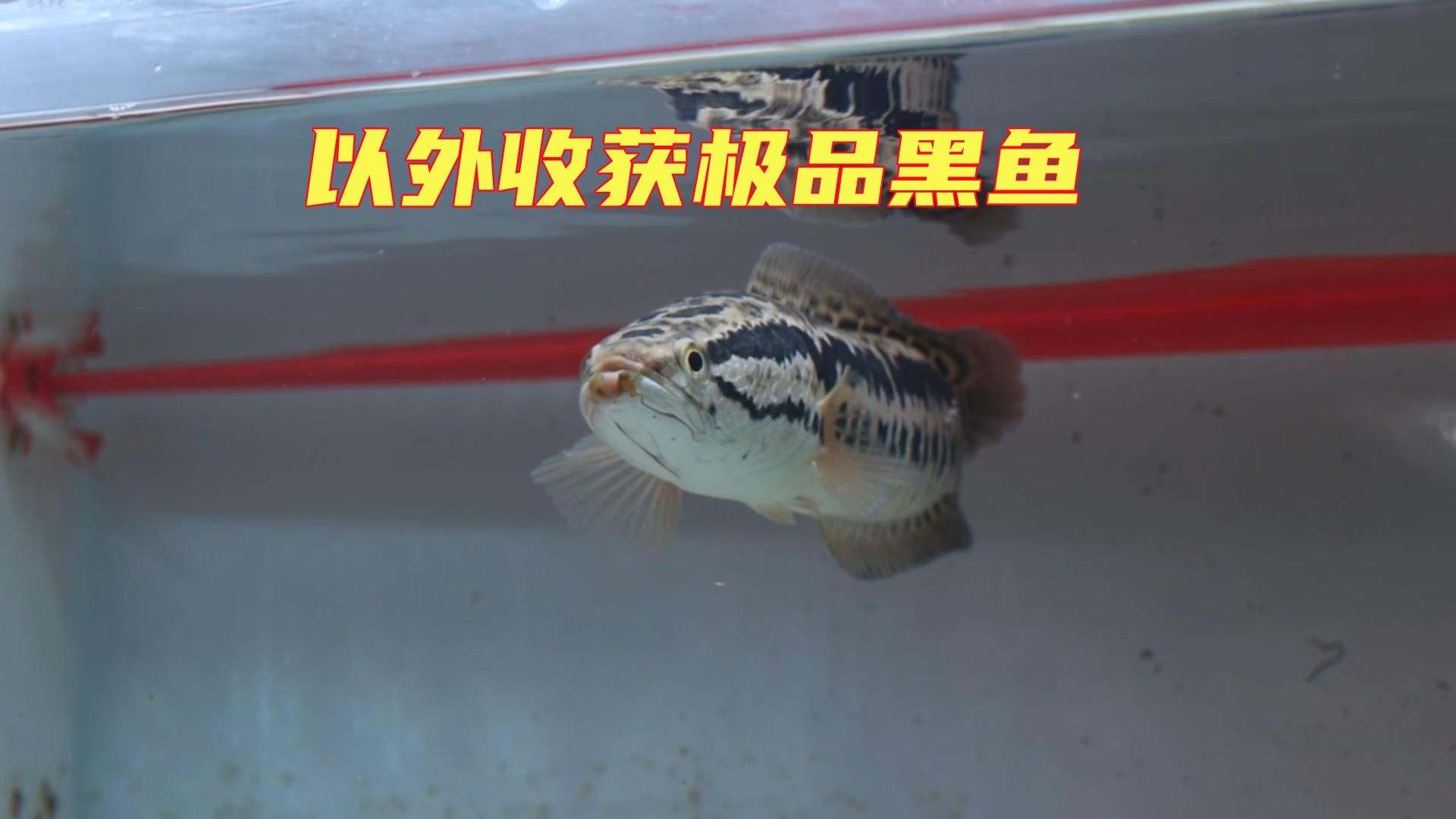 大嘴鲸闹饥荒,跟鼠哥连夜去买饲料鱼,却意外收获一条极品黑鱼!