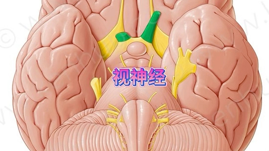 人体十二对脑神经图谱哔哩哔哩bilibili