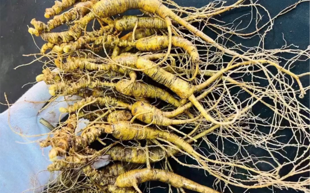 30多年老货,老黄皮,全身疙瘩点,特价款,自用福利