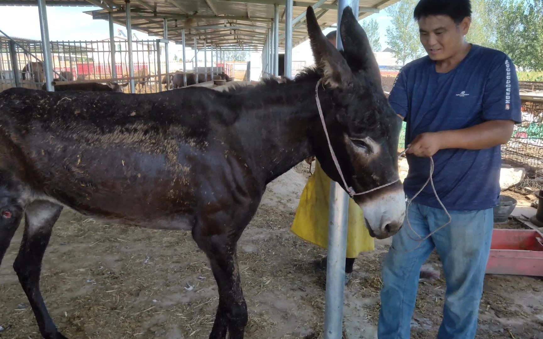 屠宰场毛驴摔得满身是伤,驴蹄太硬太长走路拐,修完蹄立马不一样