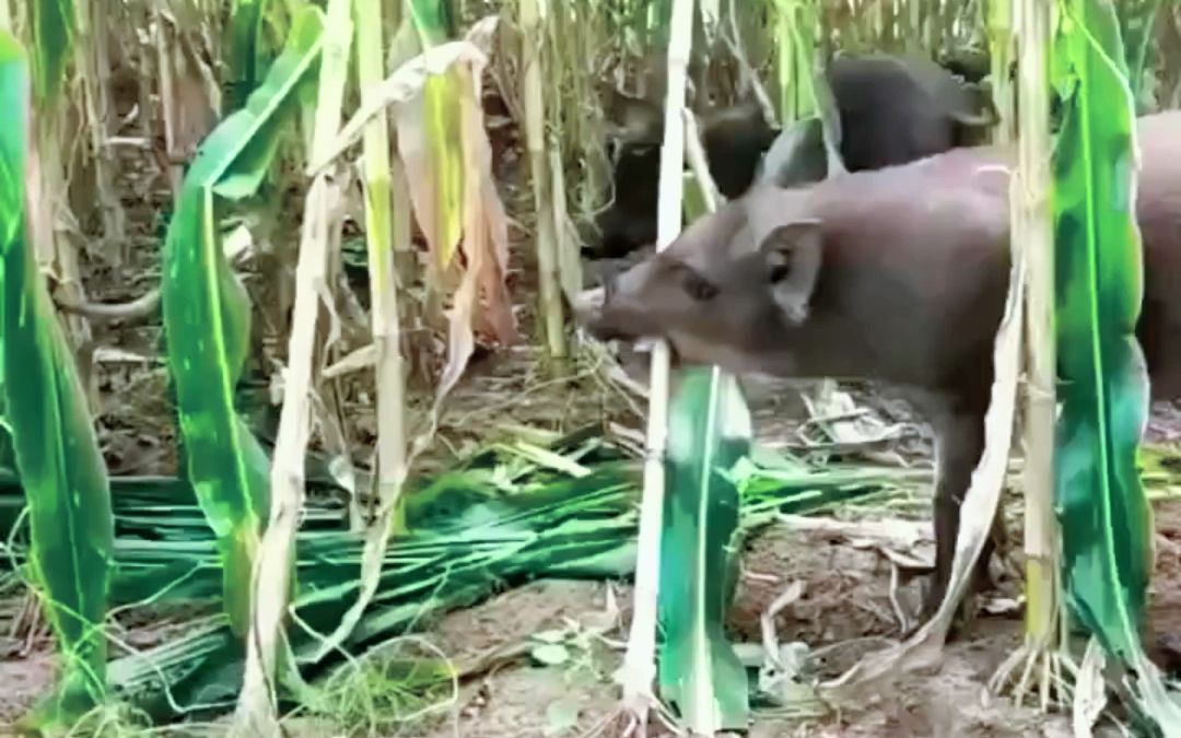 野猪来玉米地里吃玉米了