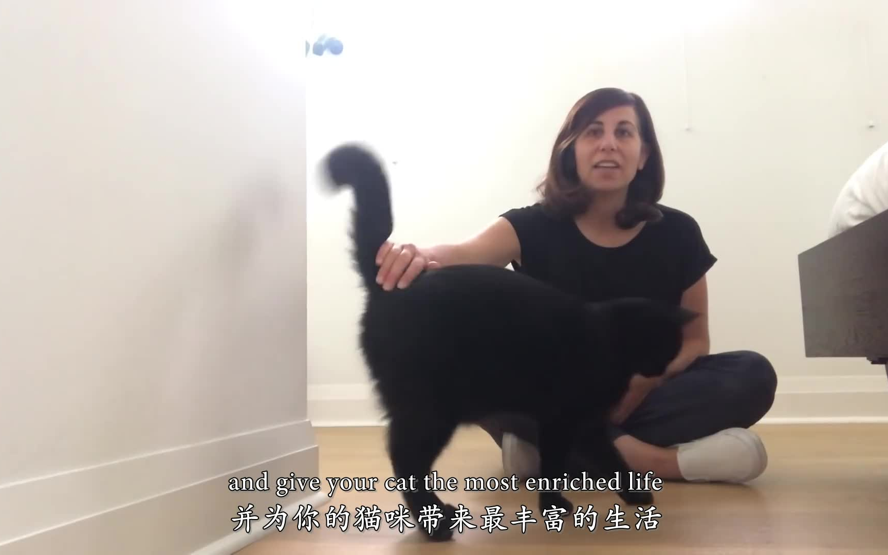 [图]【cat school】训练正式开始！!一个人人都可以做的猫咪训练！！！它就是——响片训练第二集 How To Train Your Cat Begingers