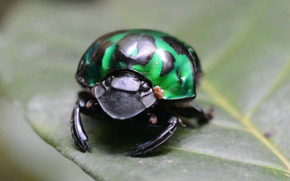 【oxysternon conspicillatum】雌性秘鲁蜣螂