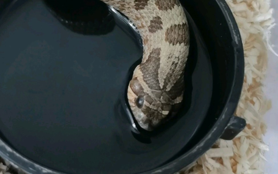 活动作品猪鼻蛇来看三分钟喝水水