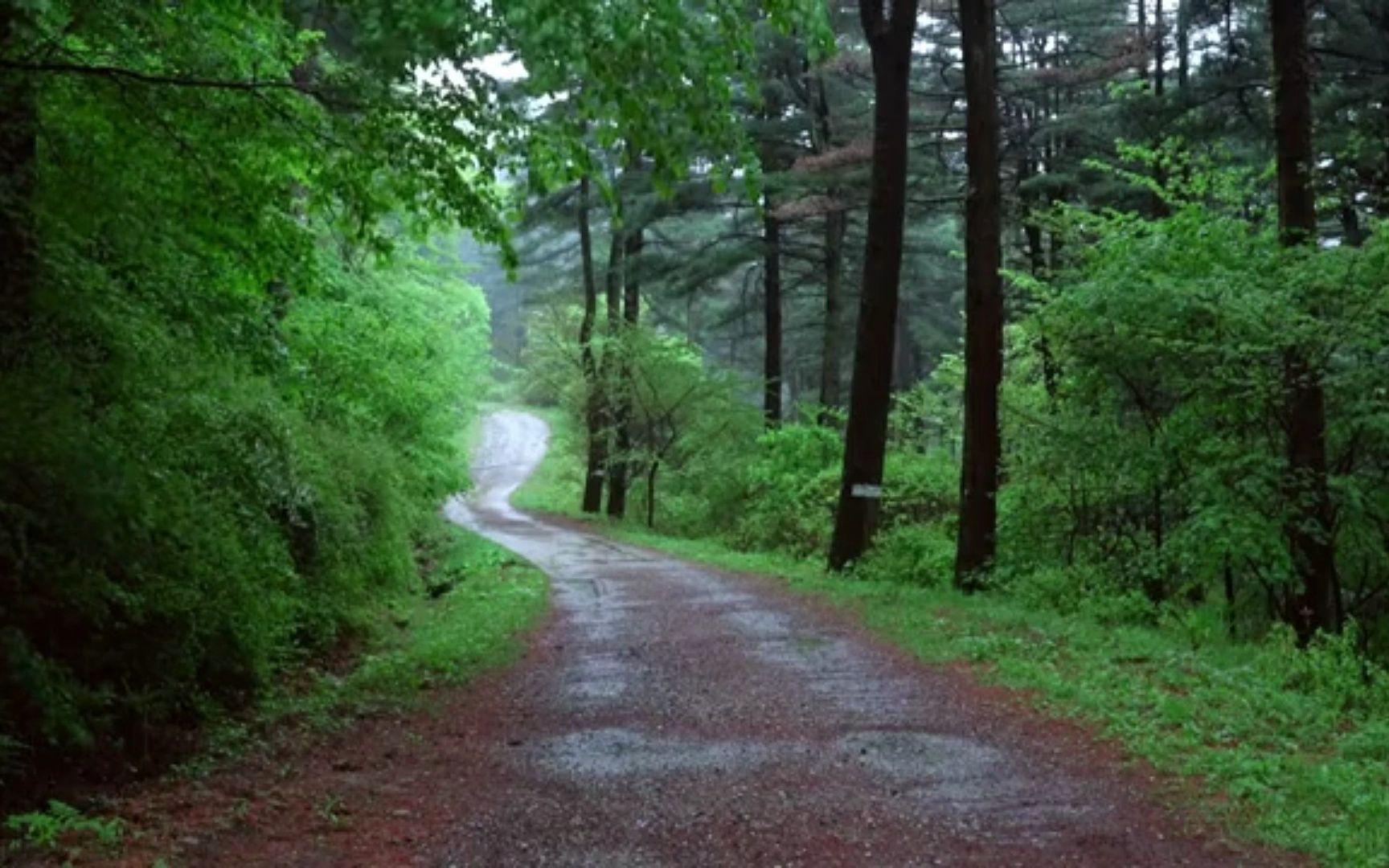 雨中湿润的林间小路,放松减压,帮助睡眠的下雨声