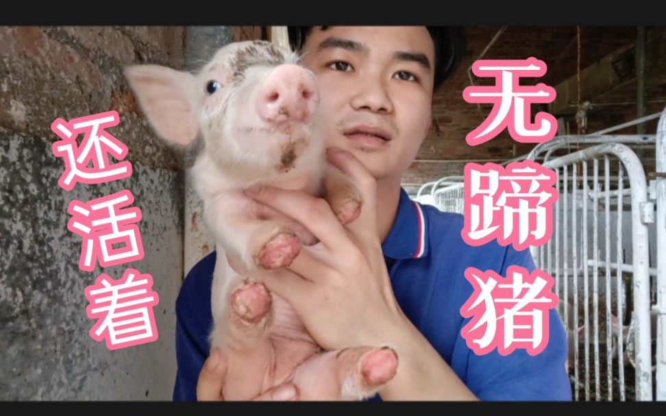 无蹄猪出生的第七天 长大了点 瘦了点 残缺处的肉长厚了一点点哔哩哔哩bilibili