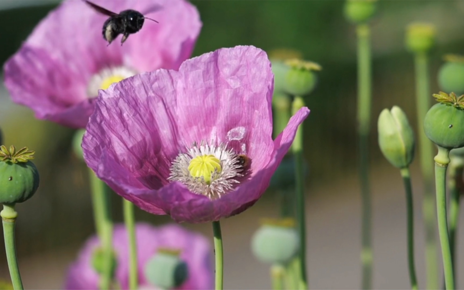 [图]罂粟花蜜蜂来采蜜