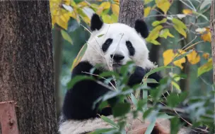 Скачать видео: 谁又会拒绝他呢，秋色满溢中的和叶圆，滚滚的身材，太可爱了。