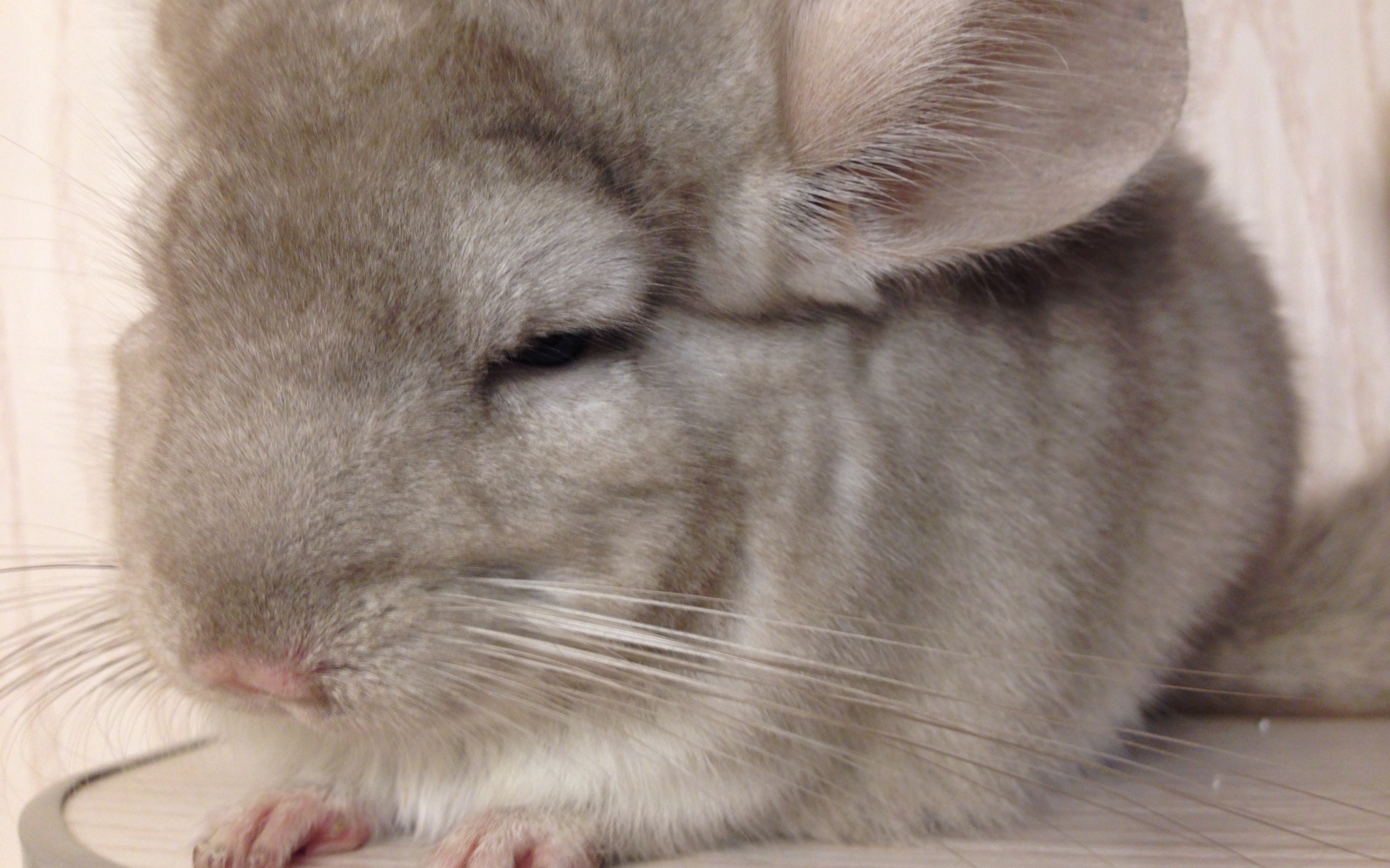 她的名字叫铛铛