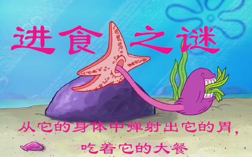 【海绵宝宝】原始海星进食之谜哔哩哔哩bilibili