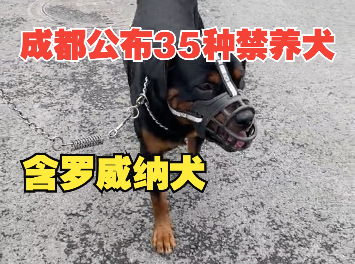 《成都市限养区禁养犬品种目录和大型犬标准》发布,明年1月1日起实施!哔哩哔哩bilibili