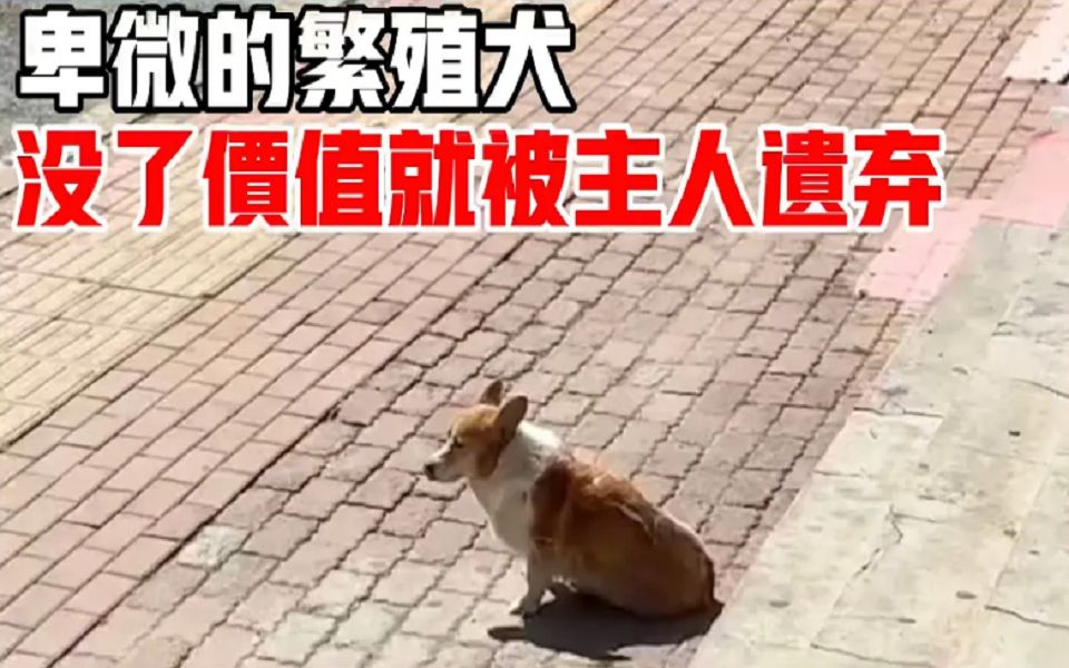 卑微的柯基繁殖犬没了价值就被遗弃,邋遢的样子让人看了难免心酸,疫情封控区内救助队无法进入,好在虽是困难重重狗狗最终也是获救了!哔哩哔哩...