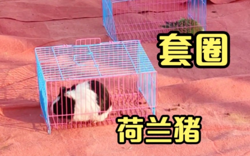 荷兰猪豚鼠成了套圈的奖品 不过很难套到哔哩哔哩bilibili