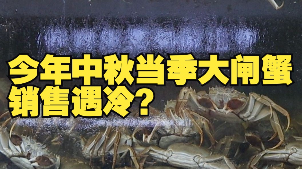 今年中秋当季大闸蟹销售遇冷?广州商家:建议食客等到九月底哔哩哔哩bilibili