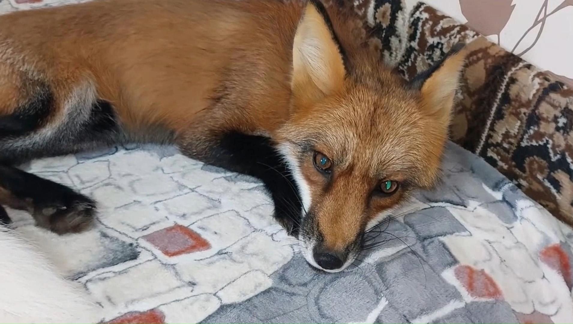 小狐狸撒娇卖萌太可爱了