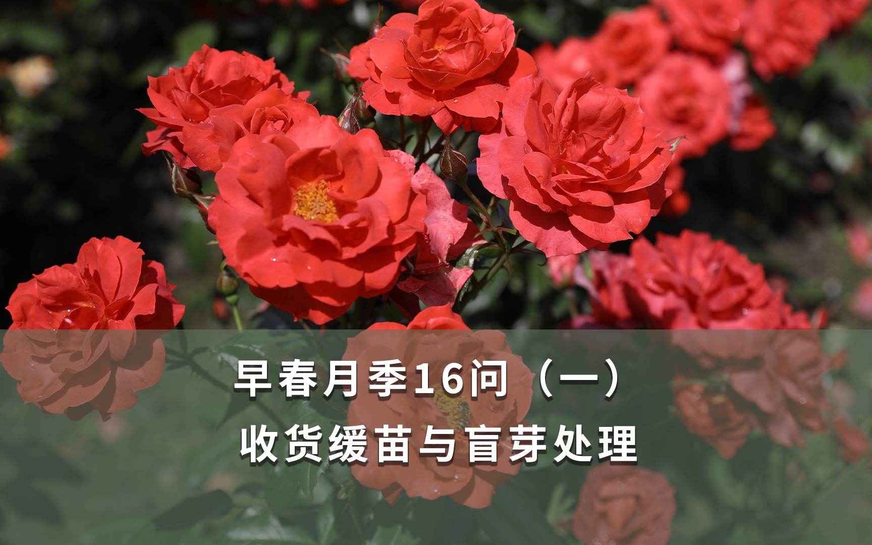 【海妈园艺课堂】早春月季16问(一) 收货缓苗与盲芽处理哔哩哔哩bilibili