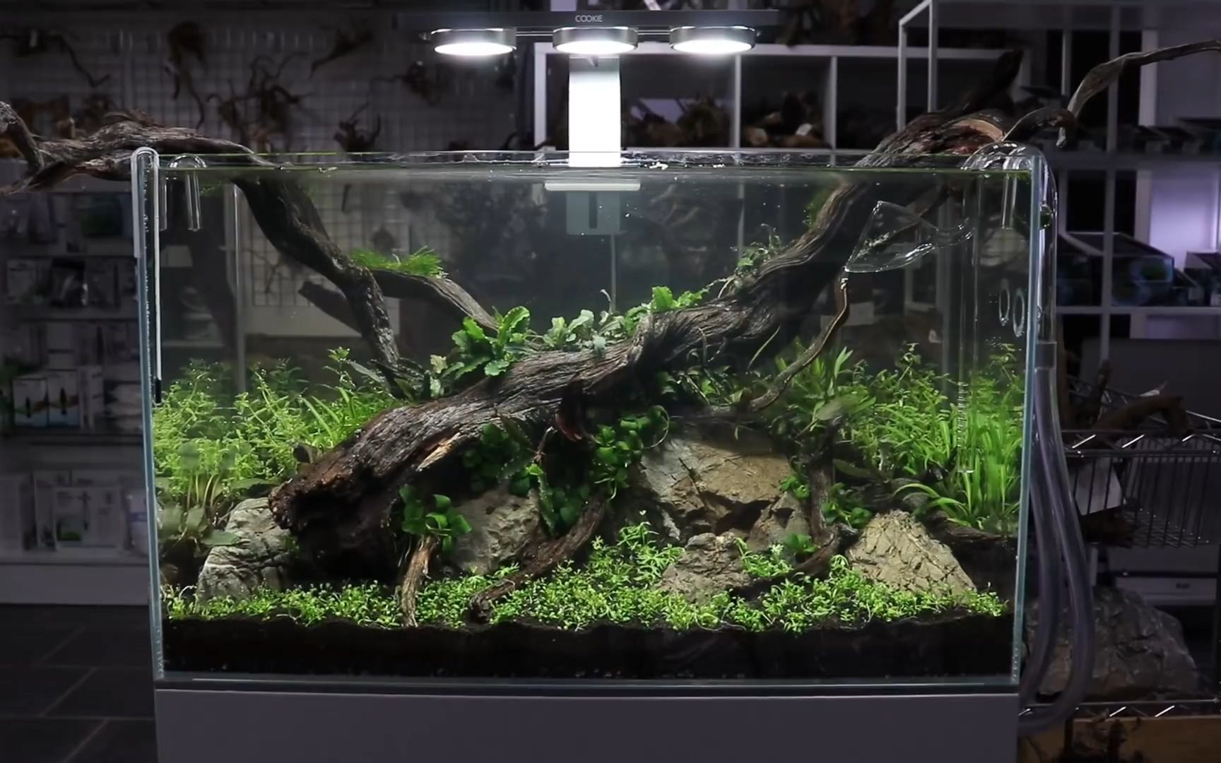 [图]草缸教程-ADA风格, 作者： Aquarium Gardens（油管）