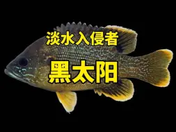 Download Video: 淡水入侵者之黑太阳【御灵苑 觅迹拾锦】