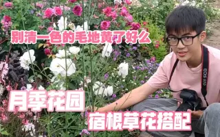 宿根草花 哔哩哔哩 Bilibili