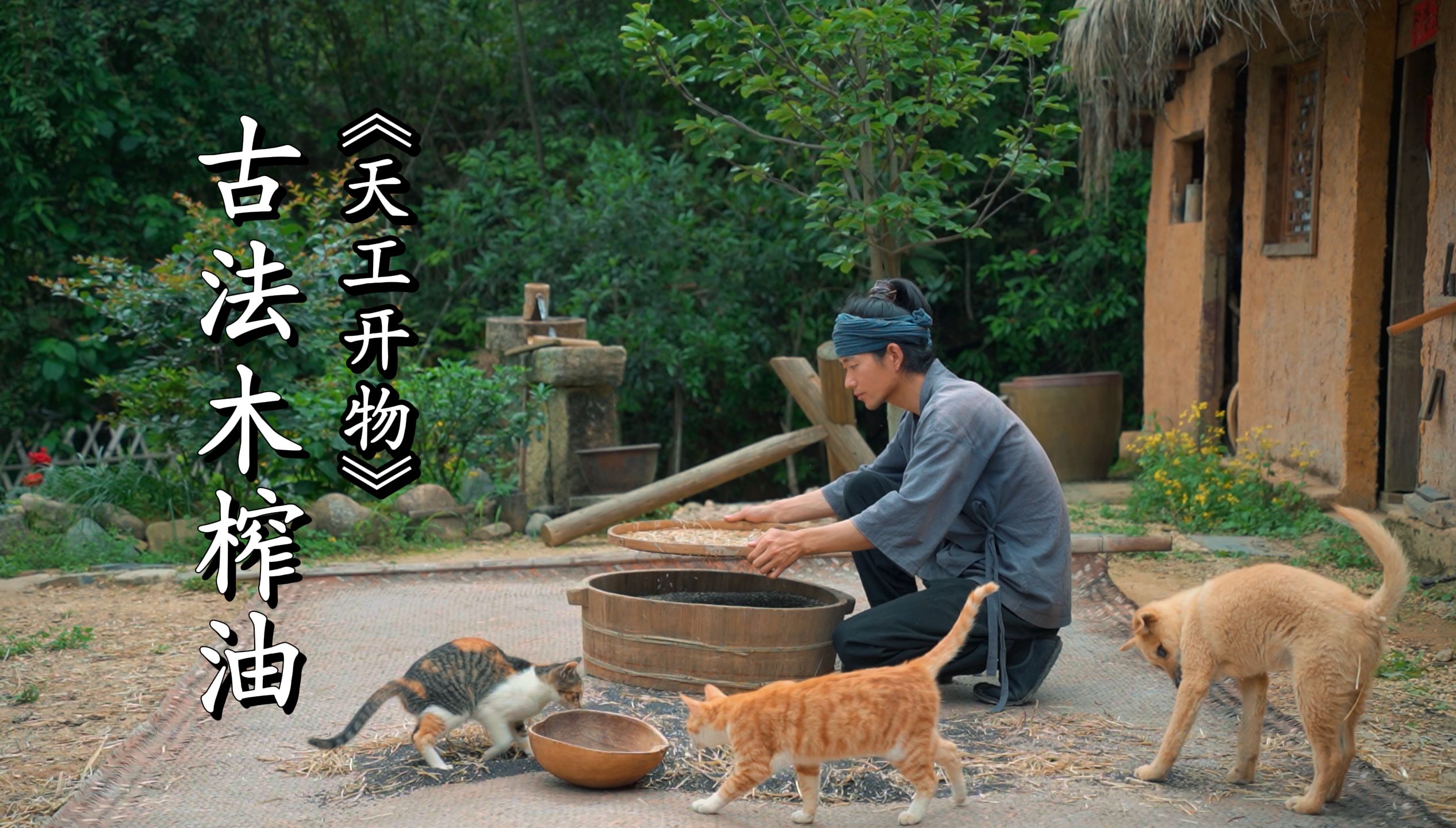 [图]还原《天工开物》古代食用油的制作全过程——古法木榨油