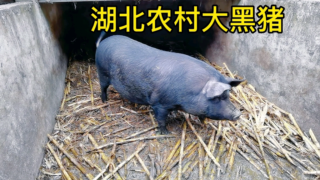 豬肉價格持續低迷,湖北農村純糧食餵養土豬大黑豬看看能值多少錢