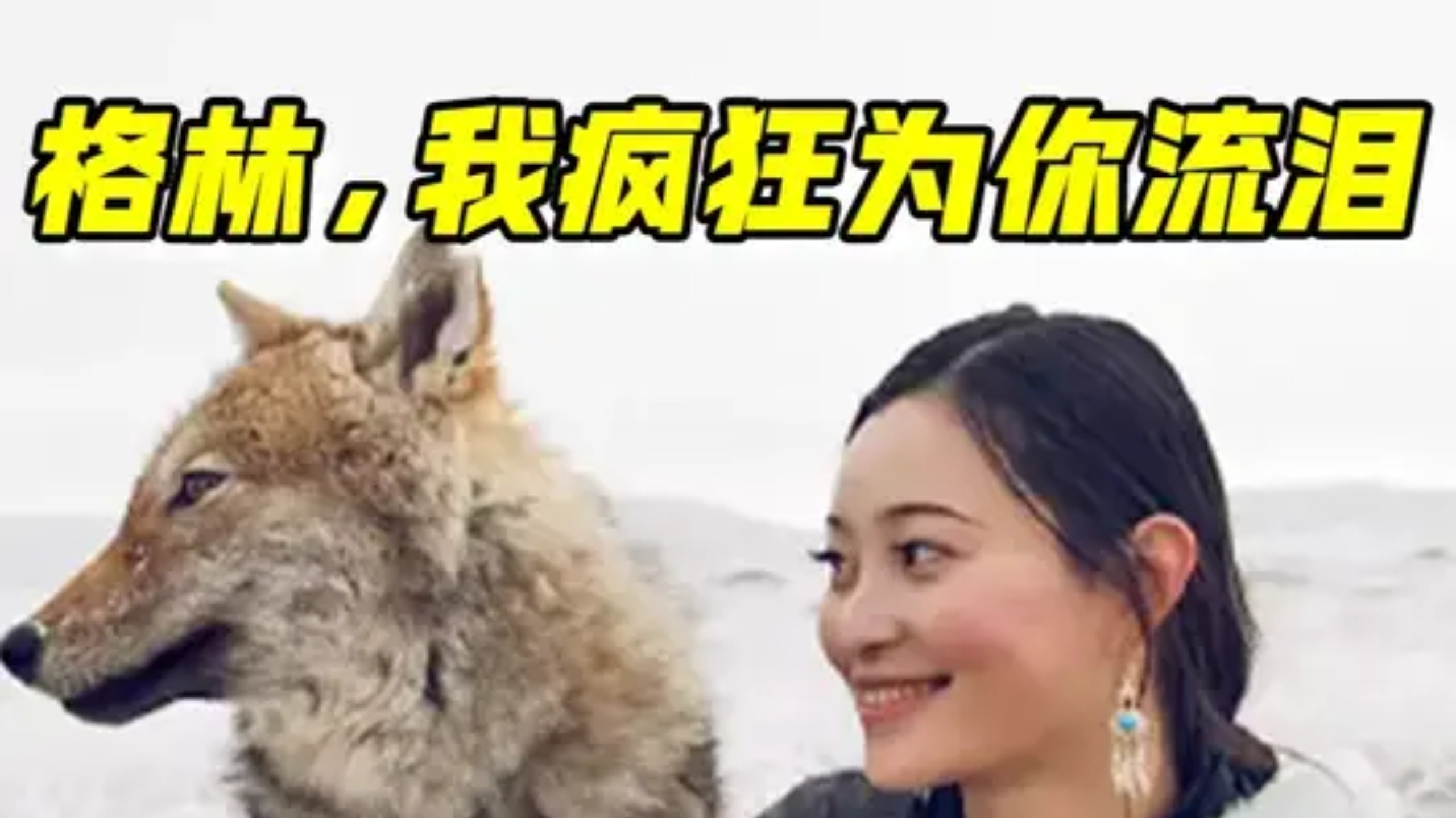 格林,我疯狂的为你落泪啊!#重返狼群 #格林 #李微漪 #动物 #精选