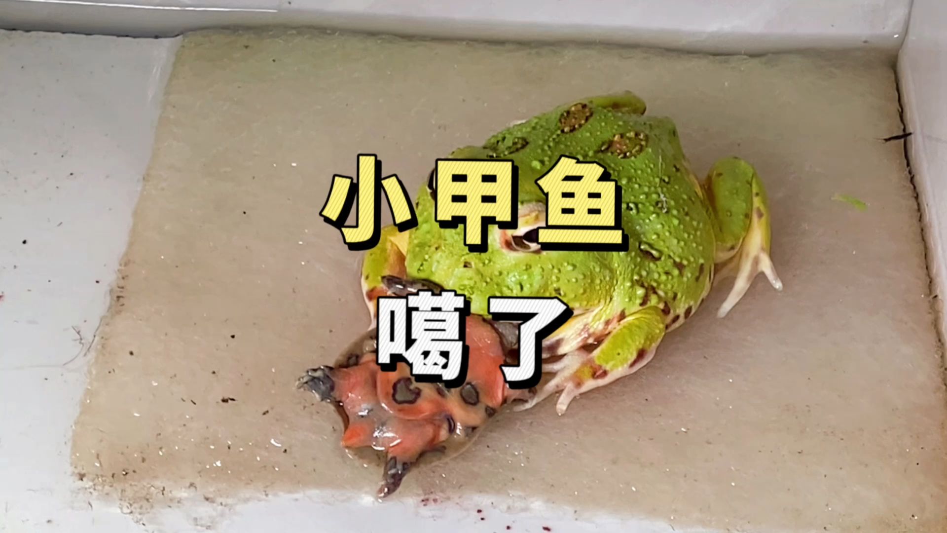 小甲鱼养大煲汤计划,初步受阻.