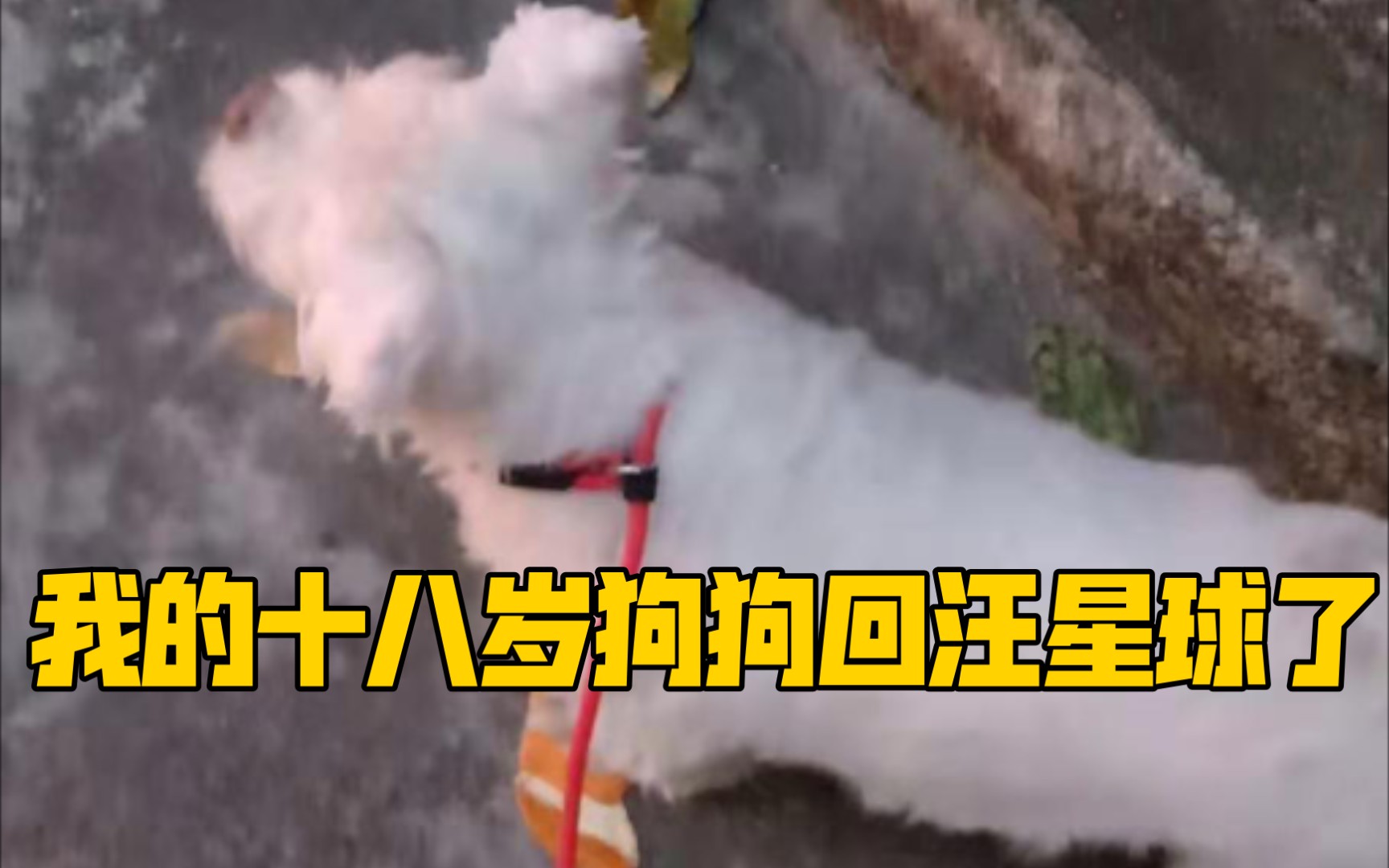 我养了十八年的小白犬离开了我哔哩哔哩bilibili